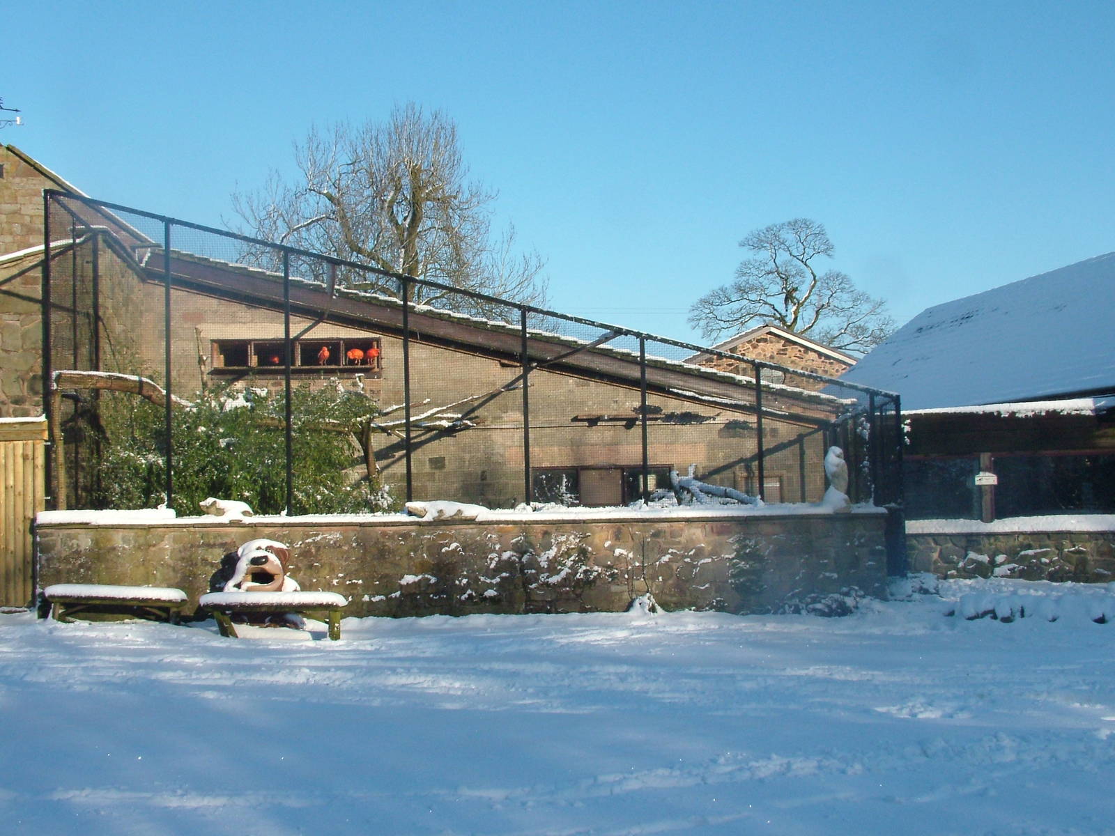 Scarlet Ibis Aviary, Blackbrook in the Snow, 03/01/10