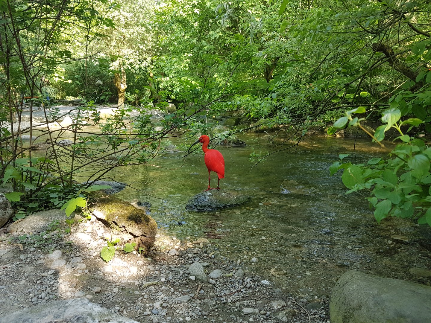 Scarlet Ibis, Aviary View