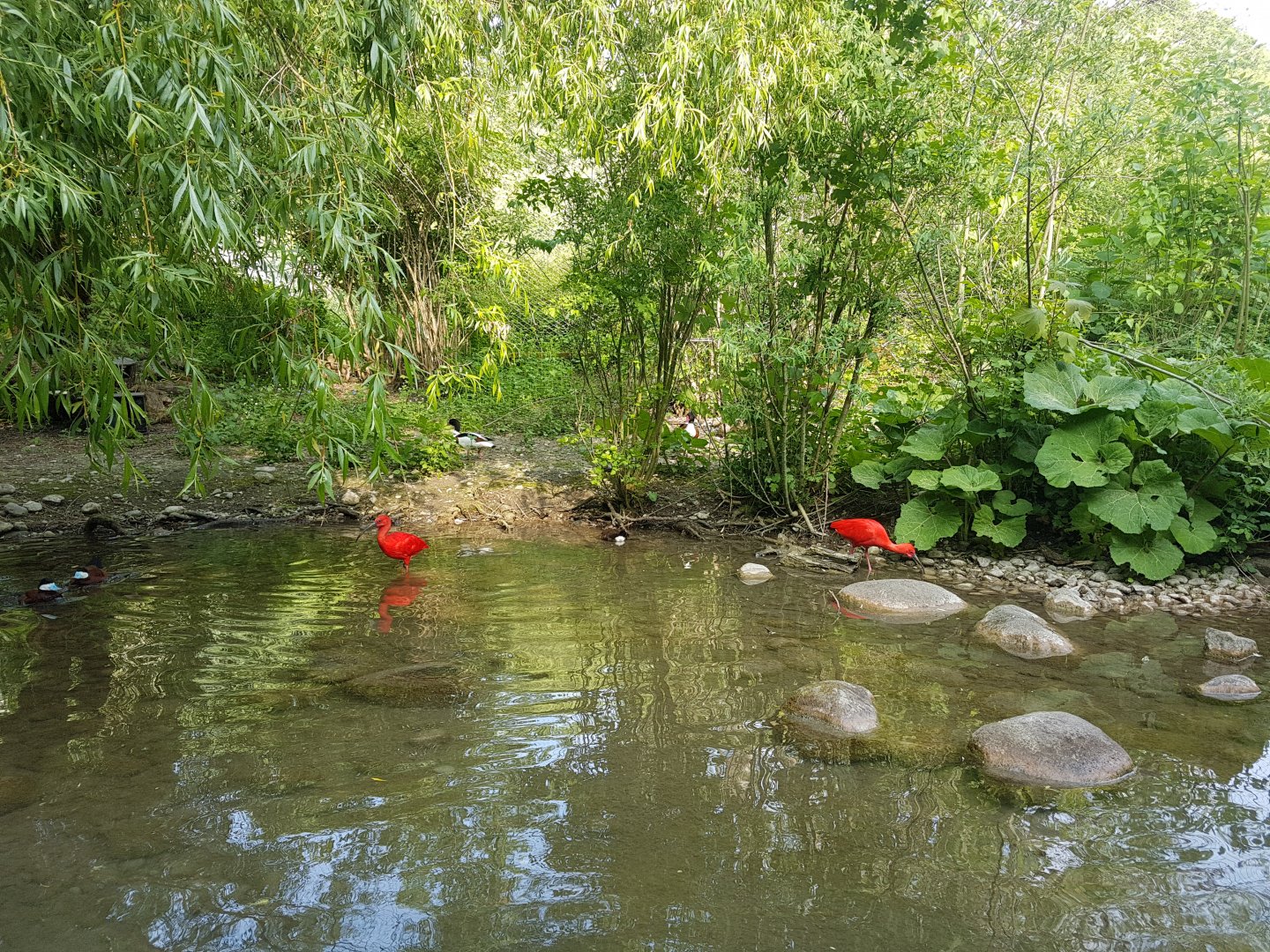Scarlet Ibis, Aviary View