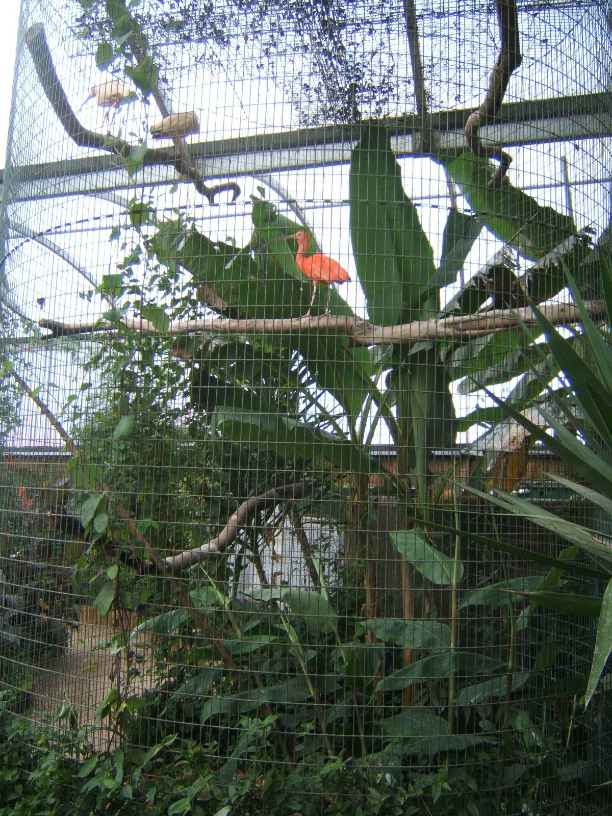 Scarlet Ibis Aviary