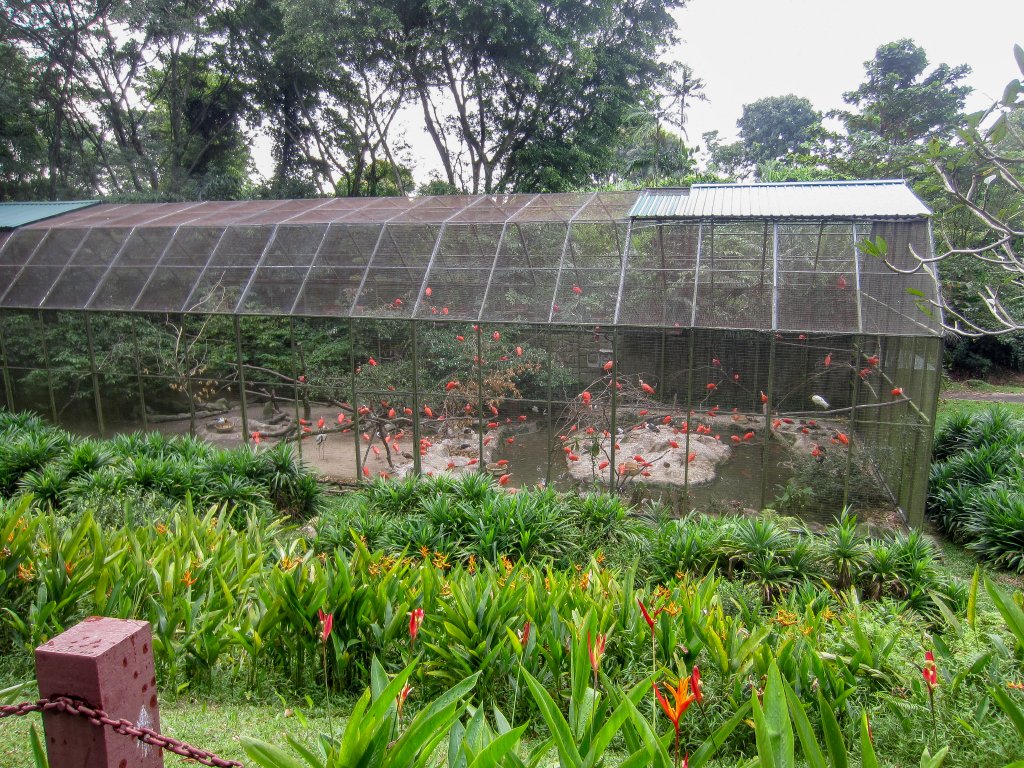 Scarlet Ibis Aviary