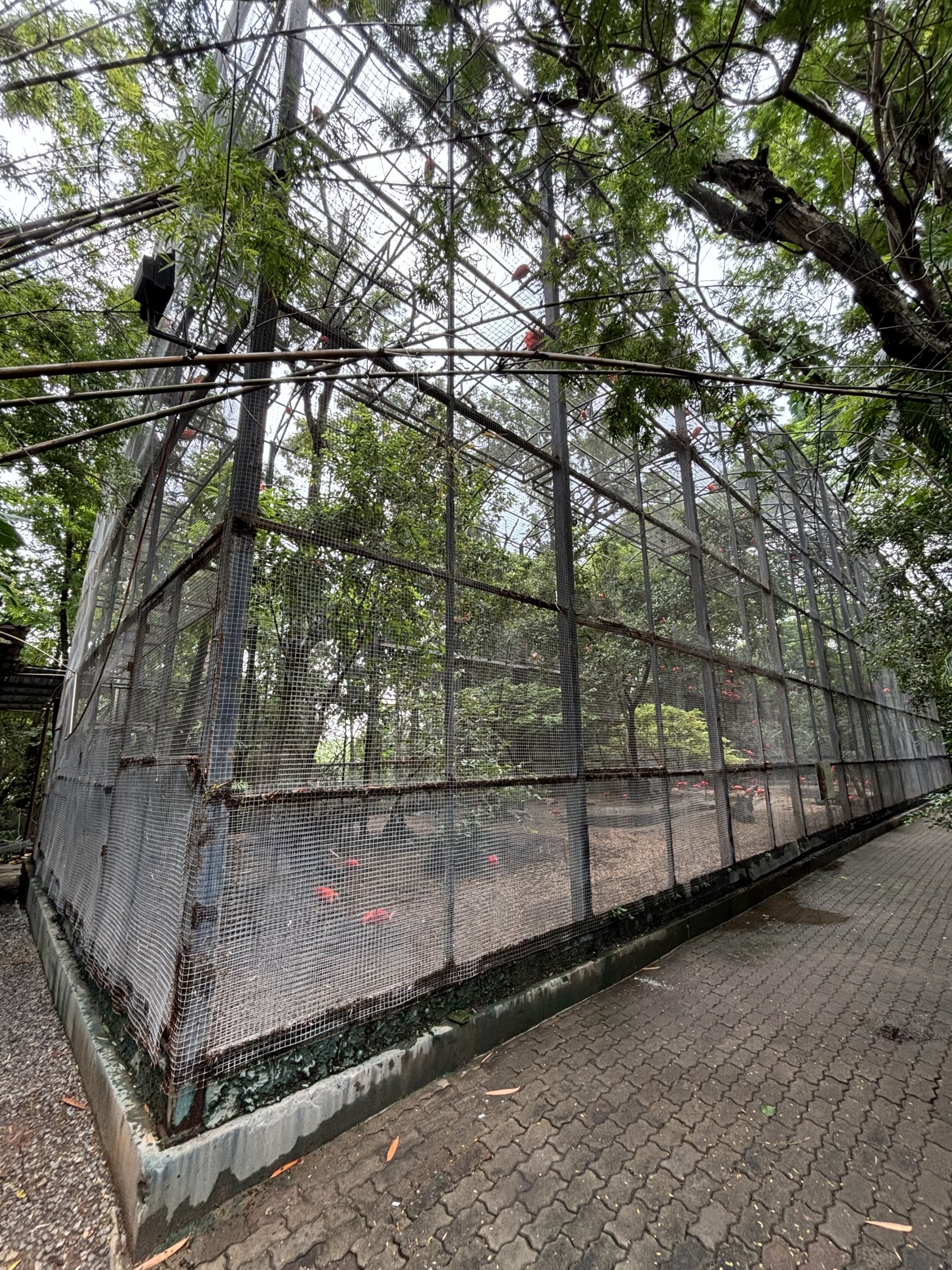 Scarlet Ibis Aviary