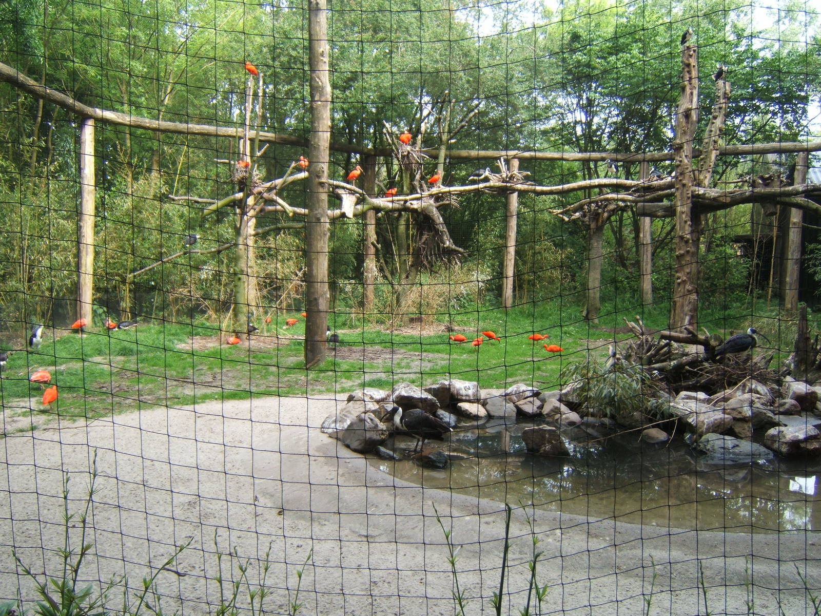 Scarlet Ibis Aviary