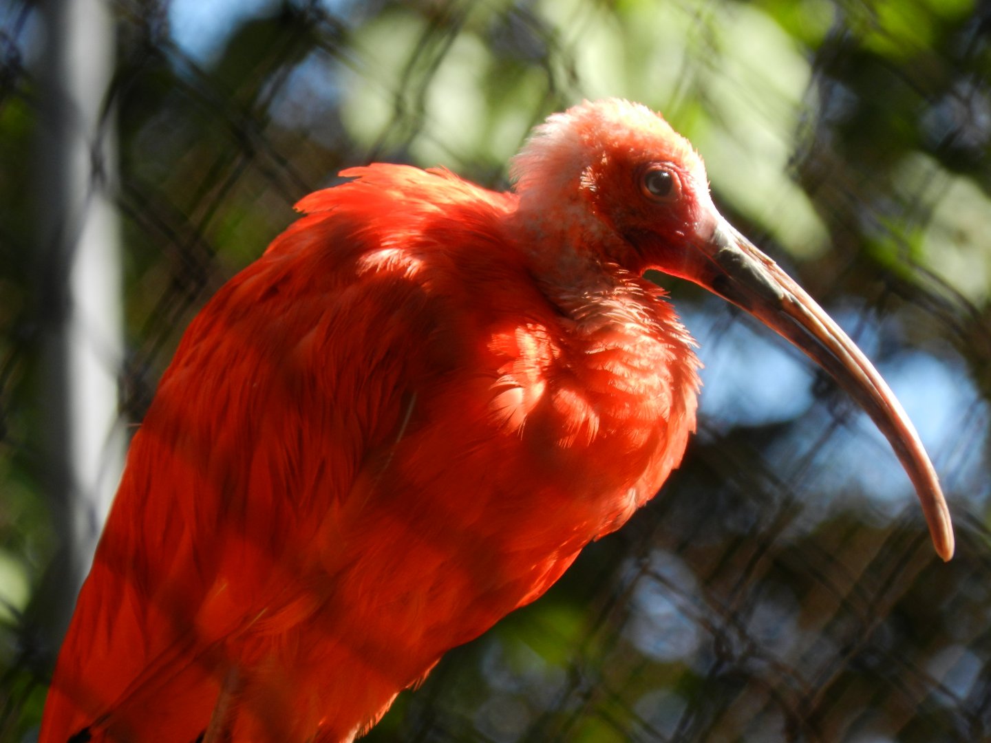 Scarlet ibis - Belo Horizonte zoo