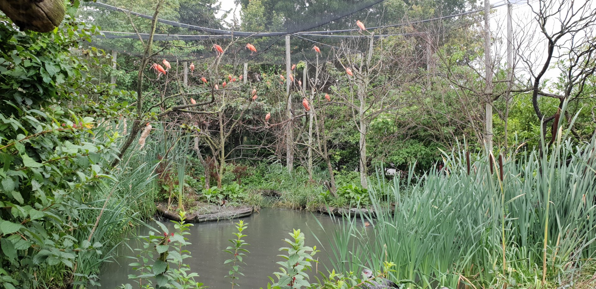 Scarlet ibis colony