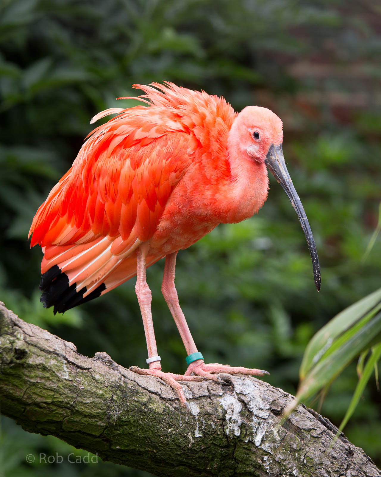 Scarlet ibis : Cotswold WP : 27 Jun 2014