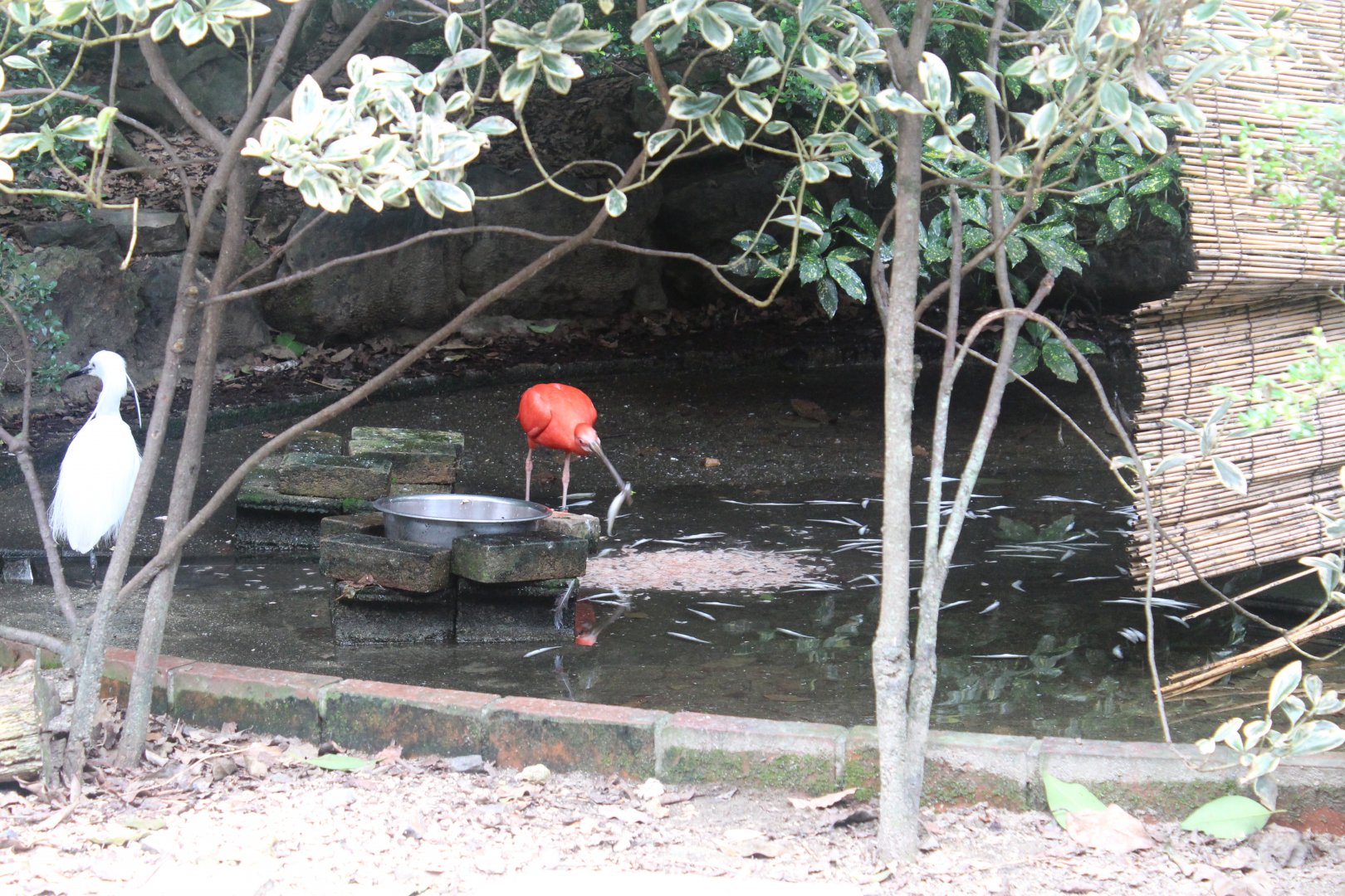 Scarlet ibis eating fish