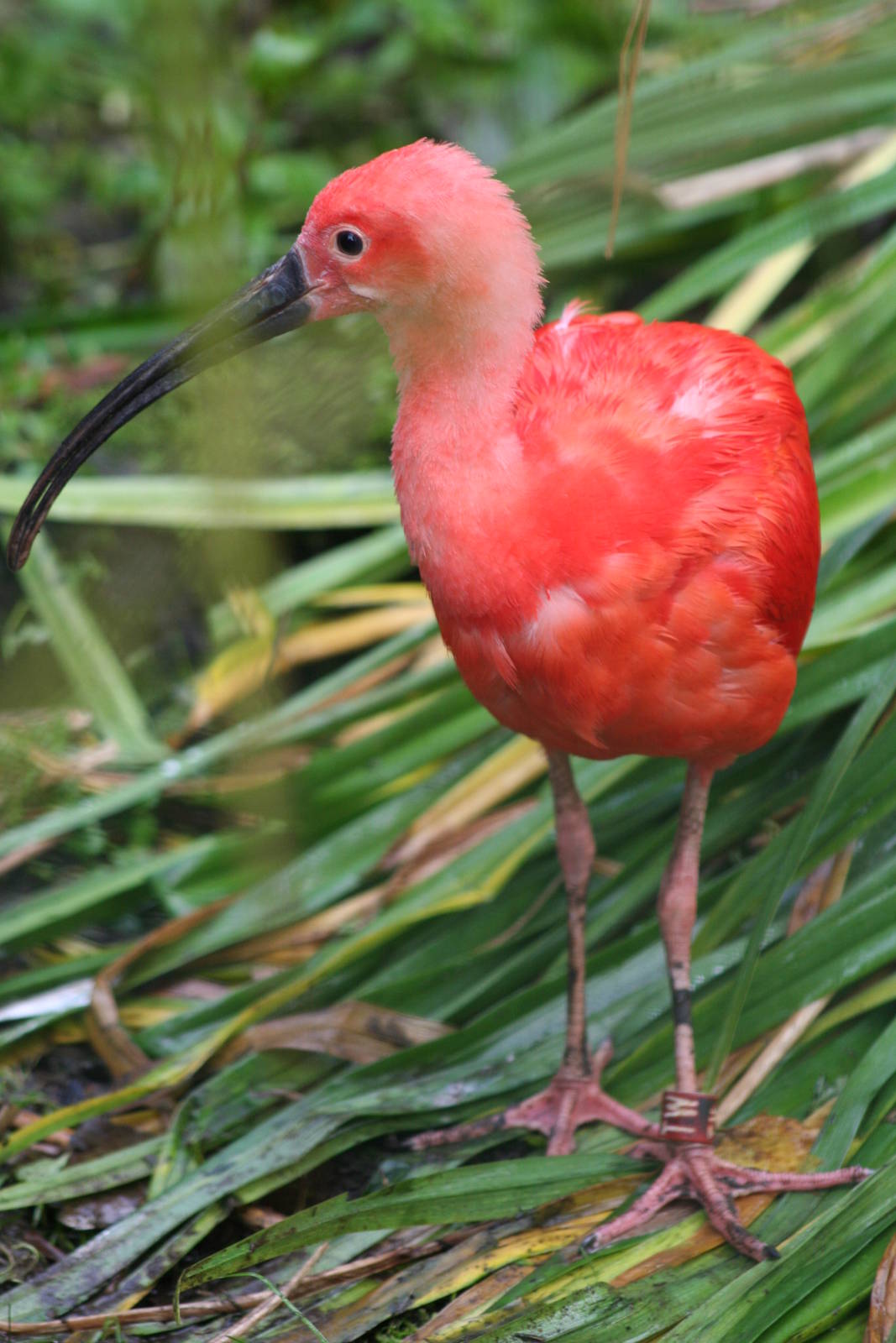 Scarlet Ibis @ Edinburgh, 20.10.2012