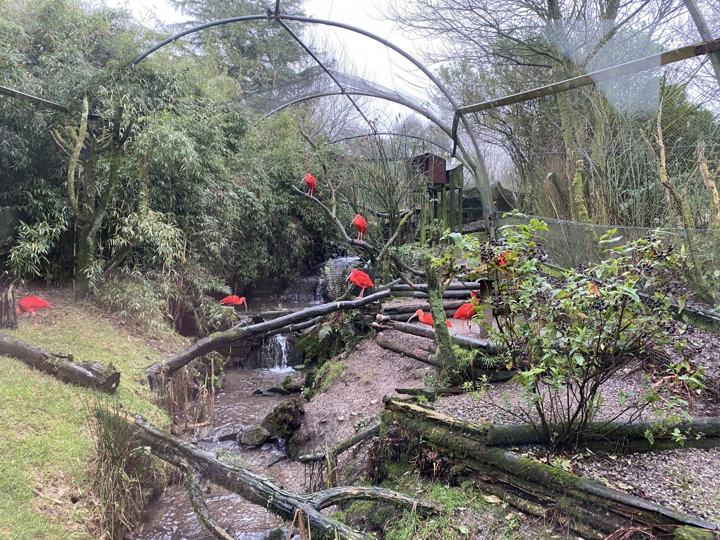 Scarlet ibis enclosure 160122