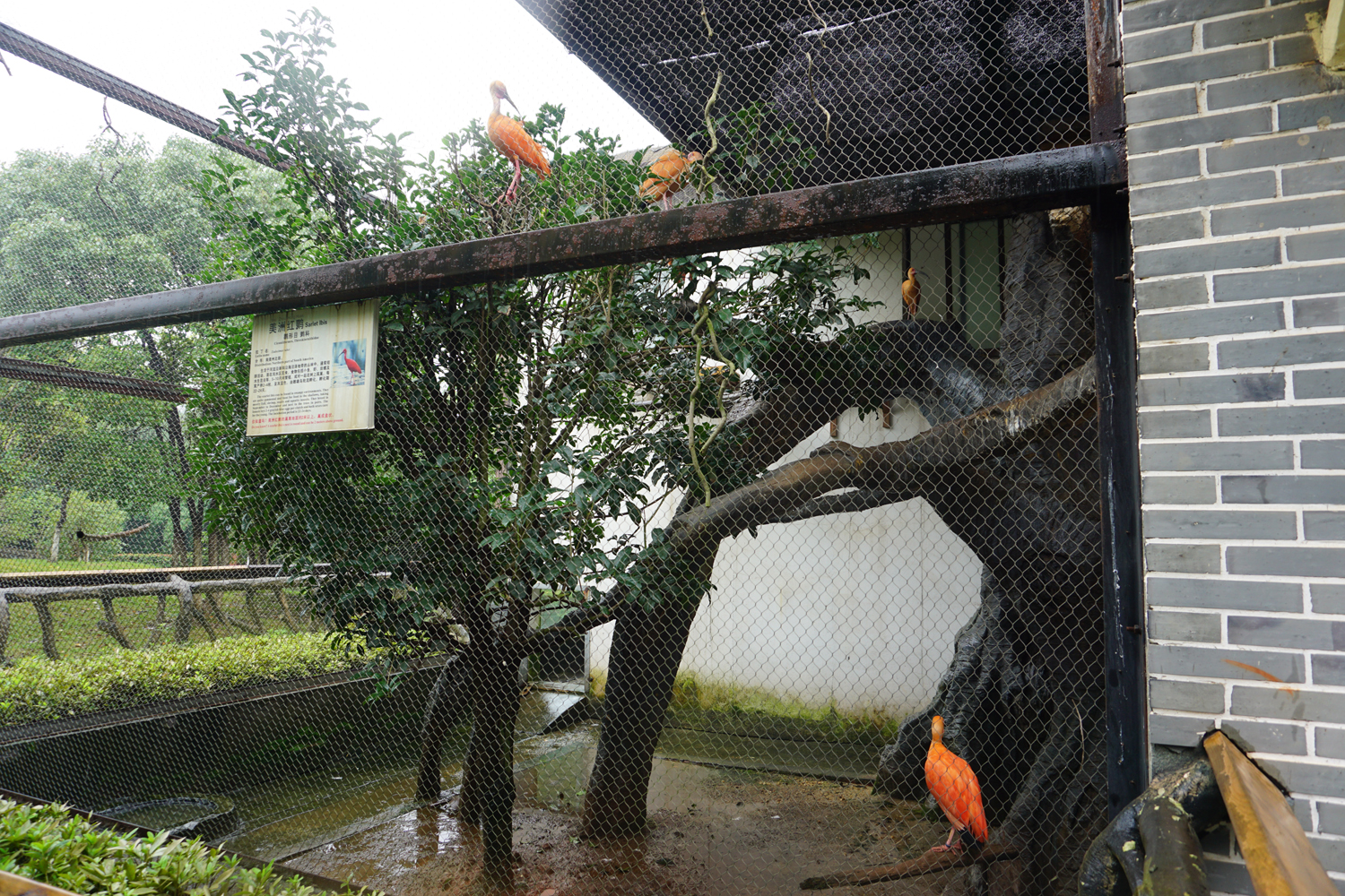 Scarlet ibis enclosure