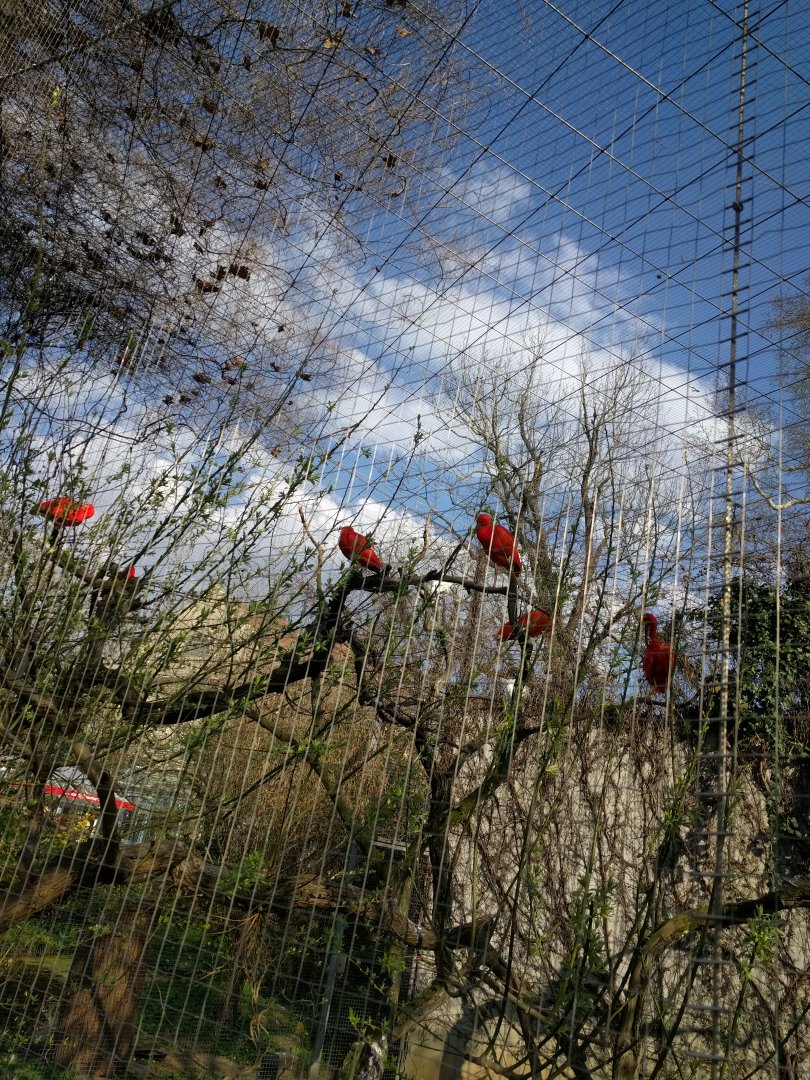 Scarlet Ibis Enclosure