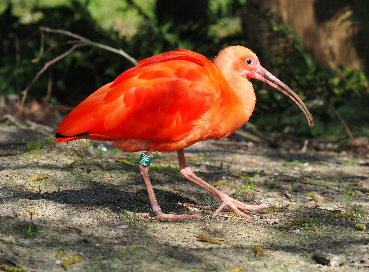 Scarlet ibis (Eudocimus ruber), 2019-03-30
