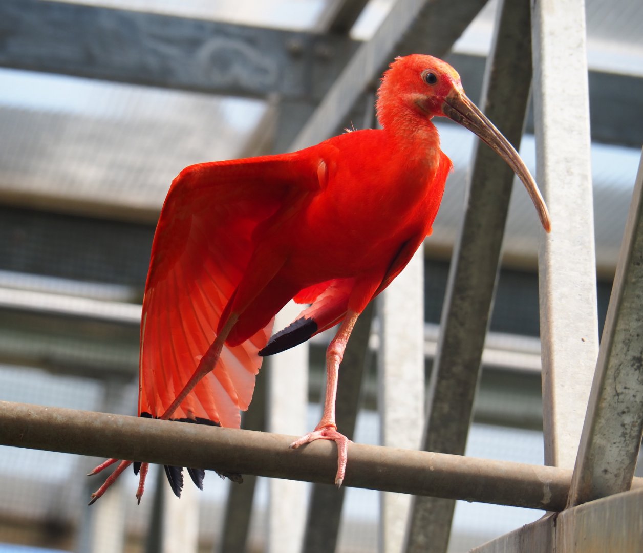 Scarlet ibis (Eudocimus ruber), 2019-08-04