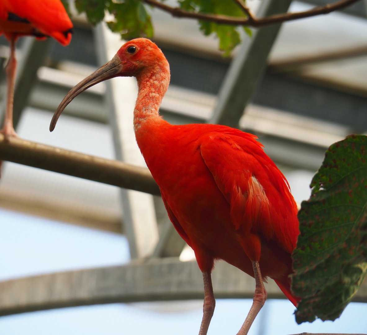 Scarlet ibis (Eudocimus ruber), 2019-08-04