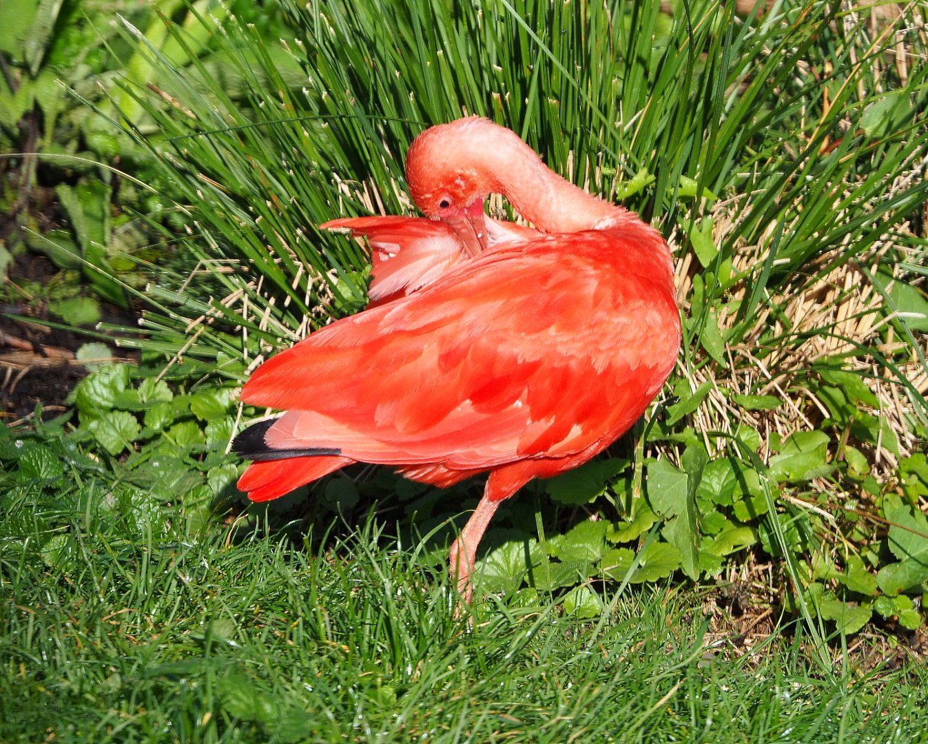 Scarlet ibis (Eudocimus ruber), 2020-10-10