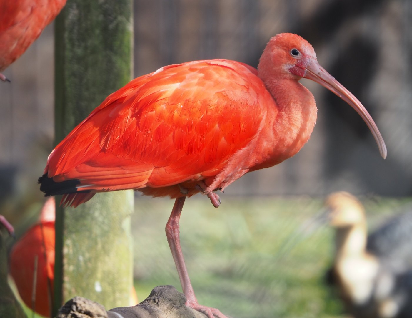 Scarlet ibis (Eudocimus ruber), 2021-02-23