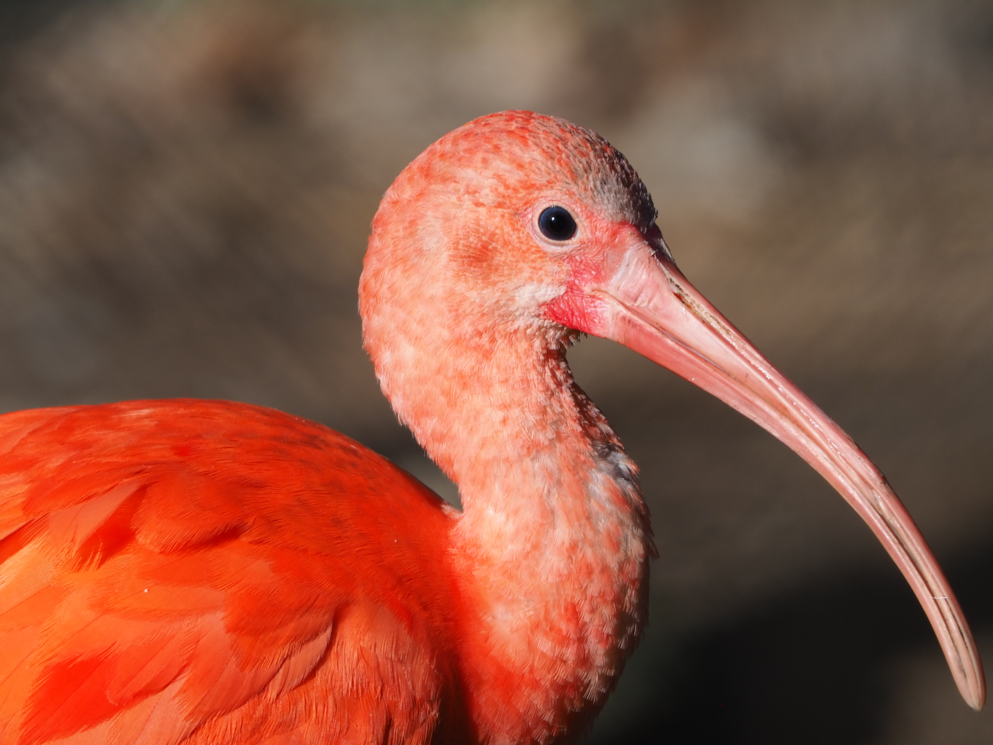 Scarlet ibis (Eudocimus ruber), 2021-02-23