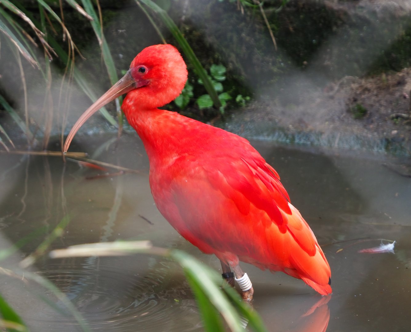 Scarlet ibis (Eudocimus ruber), 2021-04-20