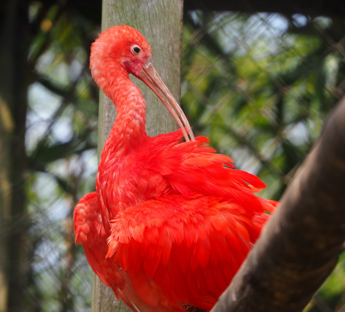 Scarlet ibis (Eudocimus ruber), 2021-04-20