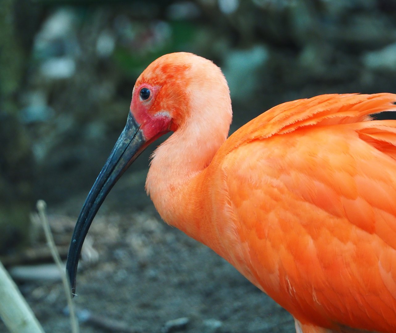 Scarlet ibis (Eudocimus ruber), 2021-06-15