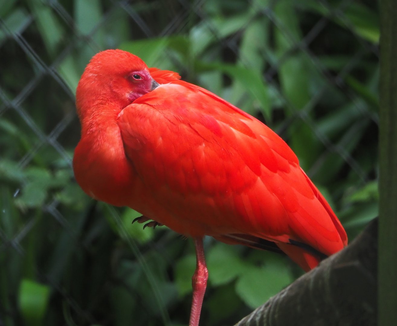 Scarlet ibis (Eudocimus ruber), 2021-07-20