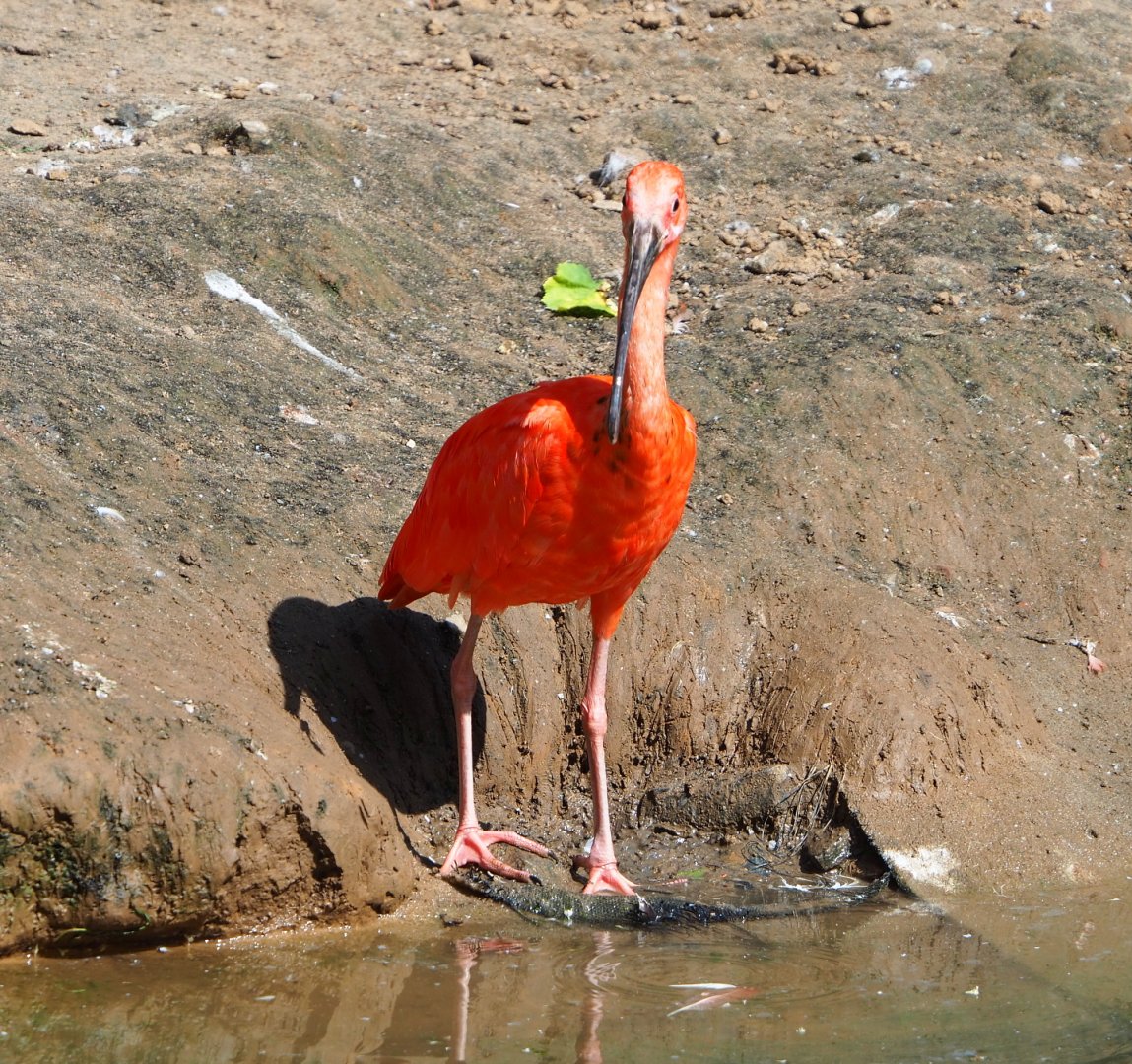 Scarlet ibis (Eudocimus ruber), 2021-09-02