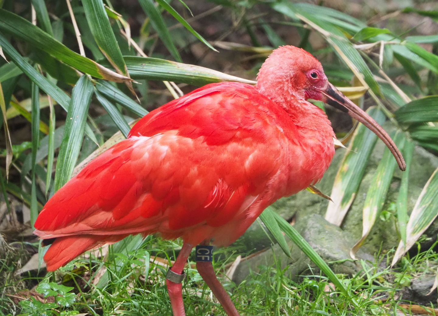 Scarlet ibis (Eudocimus ruber), 2021-10-10
