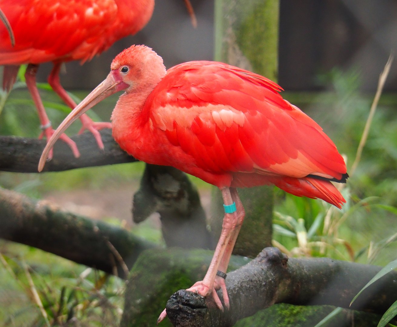 Scarlet ibis (Eudocimus ruber), 2021-11-06