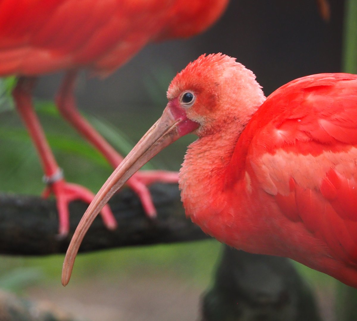 Scarlet ibis (Eudocimus ruber), 2021-11-06