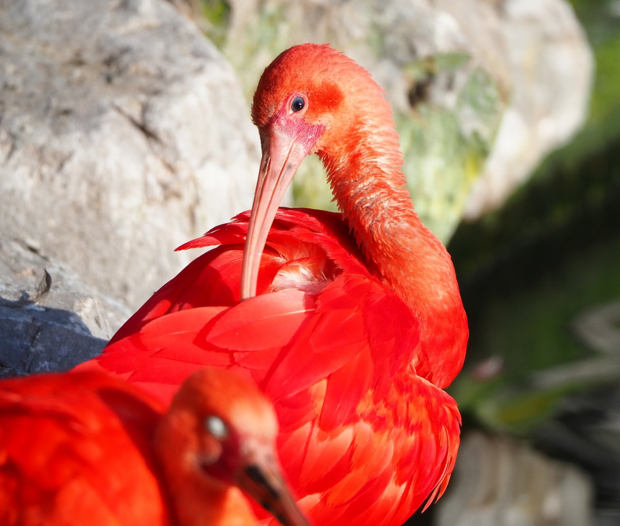 Scarlet ibis (Eudocimus ruber), 2021-12-22
