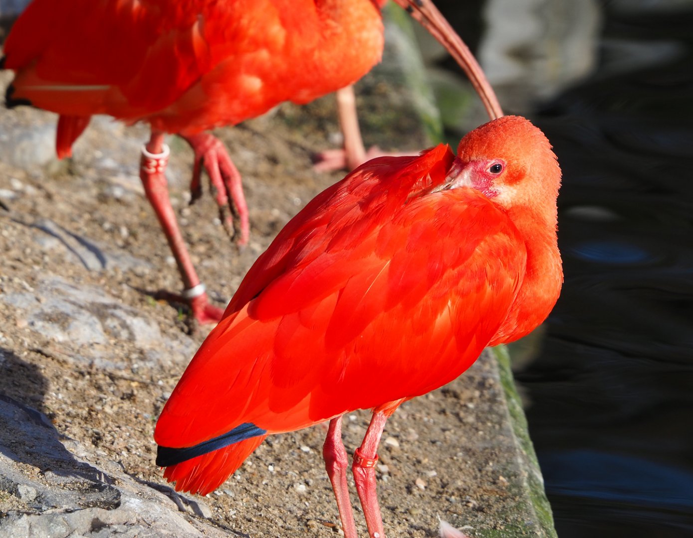 Scarlet ibis (Eudocimus ruber), 2021-12-22