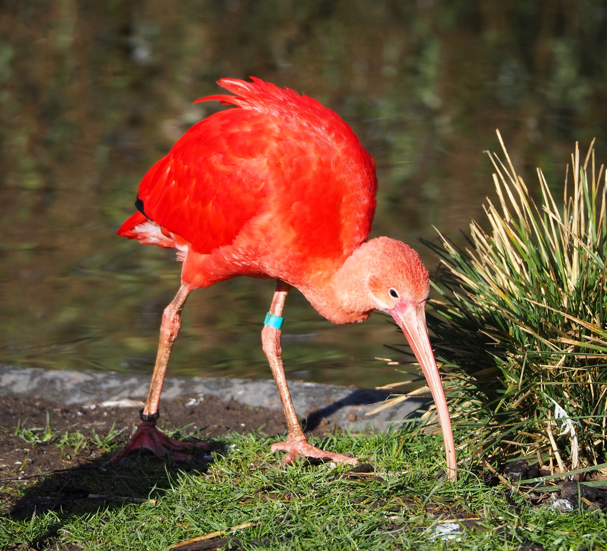 Scarlet ibis (Eudocimus ruber), 2022-02-12