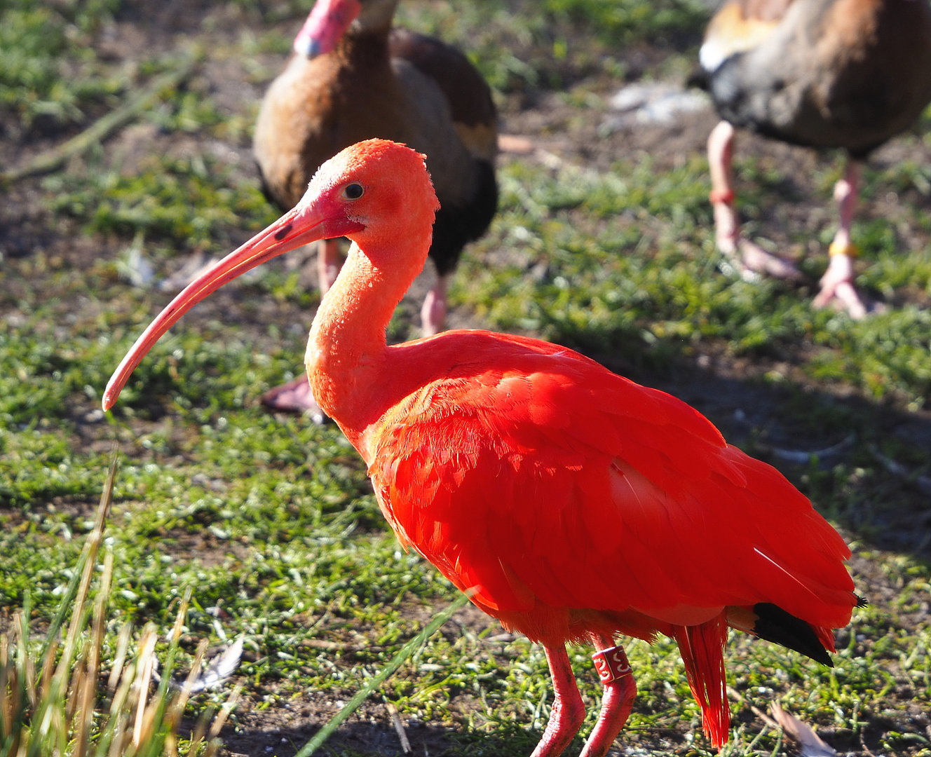 Scarlet ibis (Eudocimus ruber), 2022-02-12