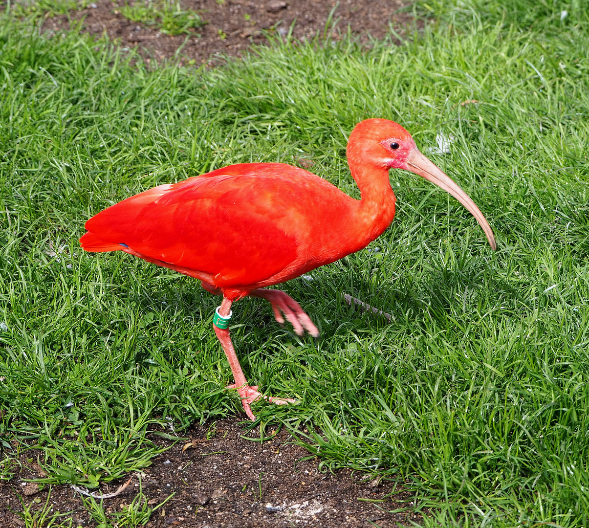 Scarlet ibis (Eudocimus ruber), 2022-04-12