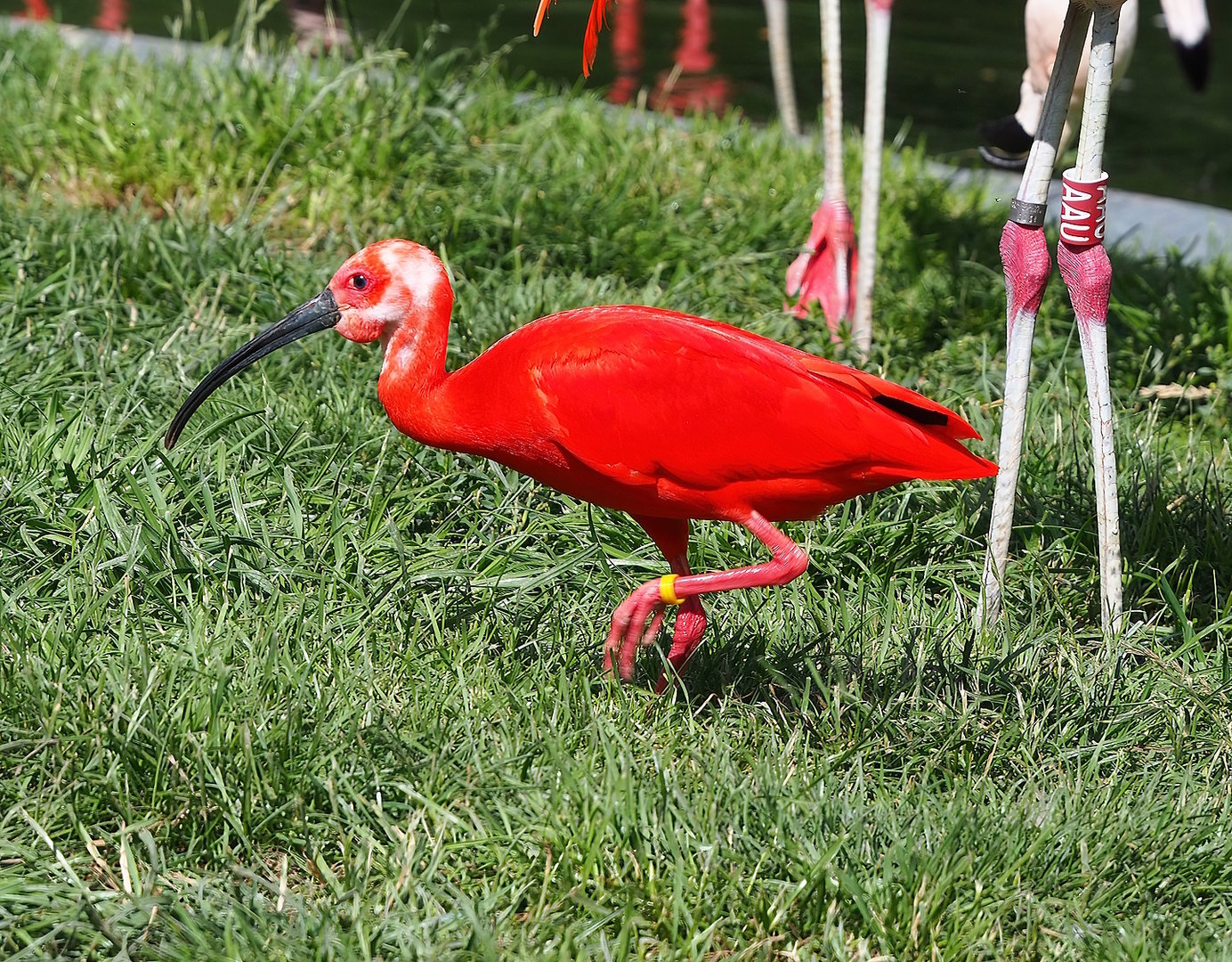 Scarlet ibis (Eudocimus ruber), 2022-07-03