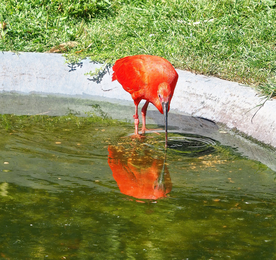 Scarlet ibis (Eudocimus ruber), 2022-07-16
