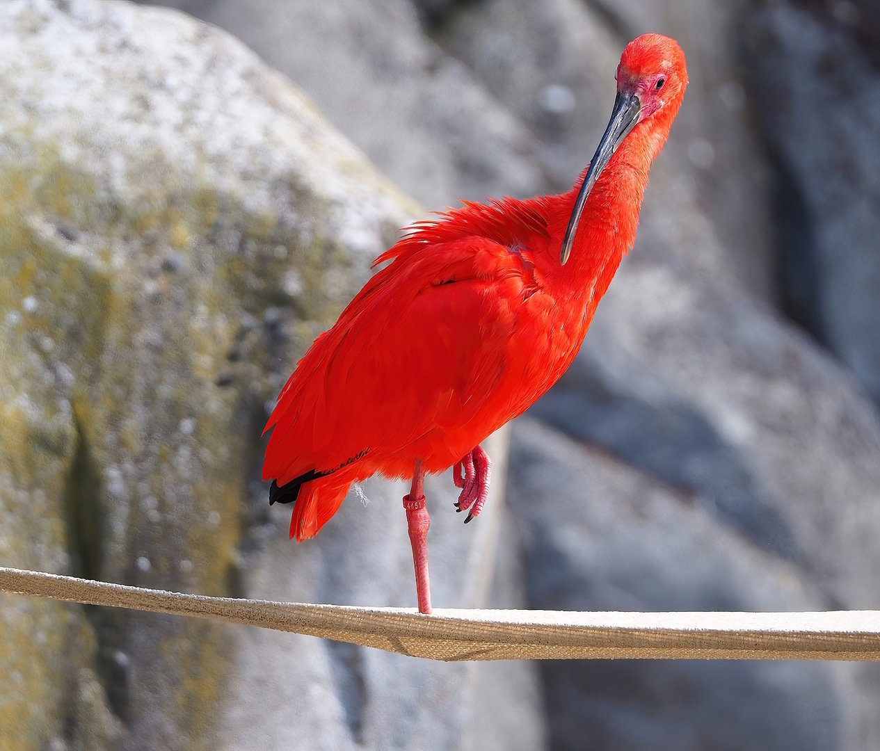 Scarlet ibis (Eudocimus ruber), 2022-07-16