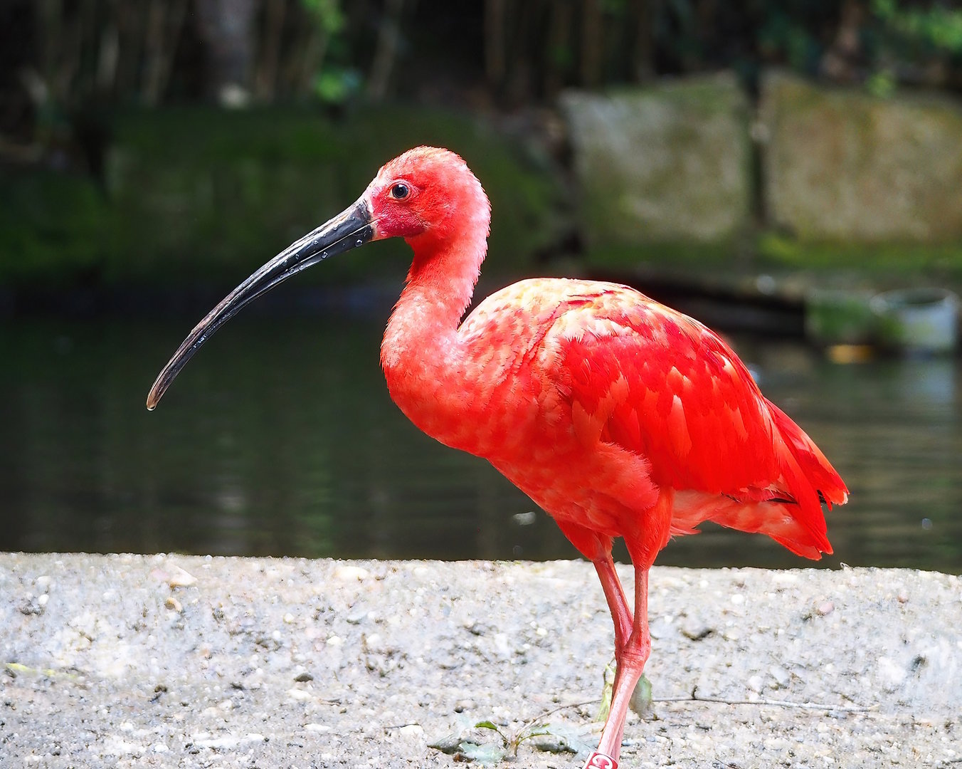 Scarlet ibis (Eudocimus ruber), 2022-08-20