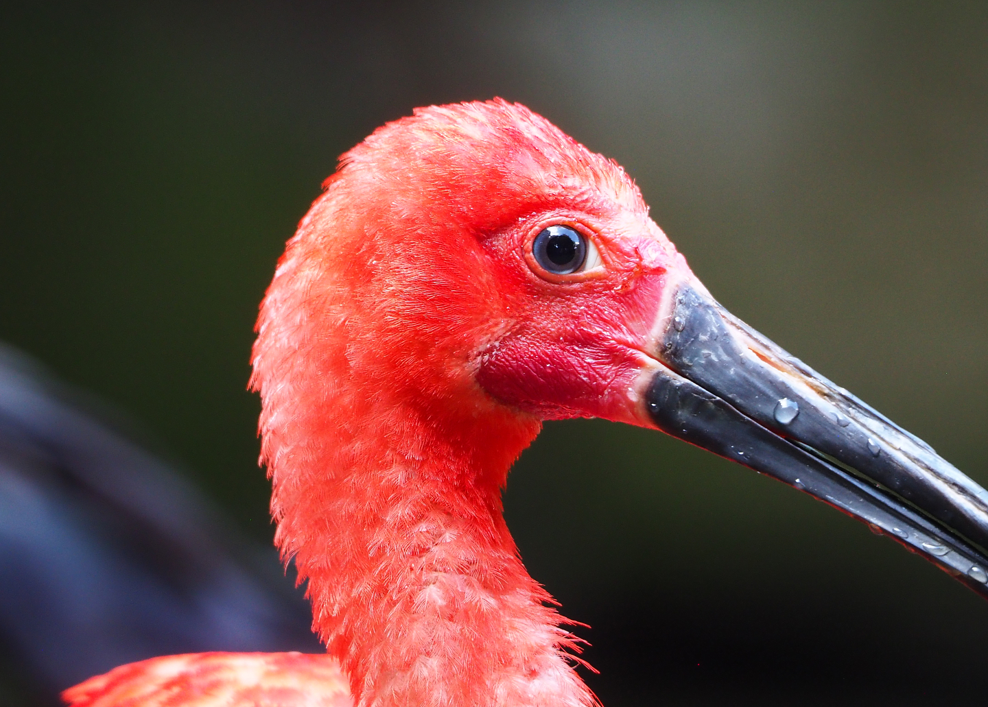 Scarlet ibis (Eudocimus ruber), 2022-08-20