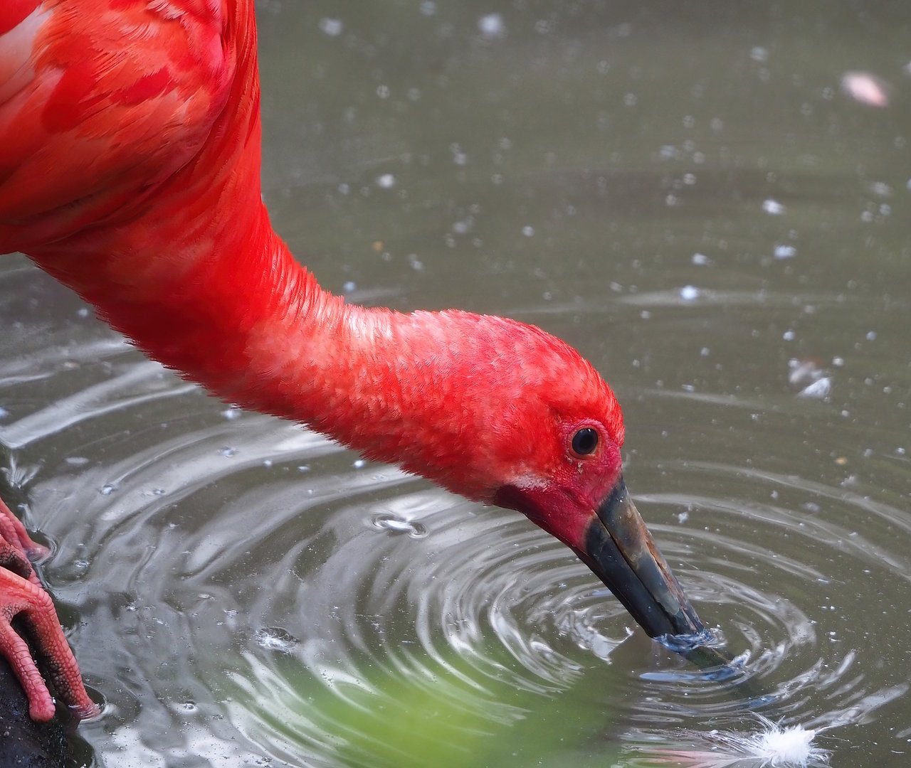 Scarlet ibis (Eudocimus ruber), 2022-08-28