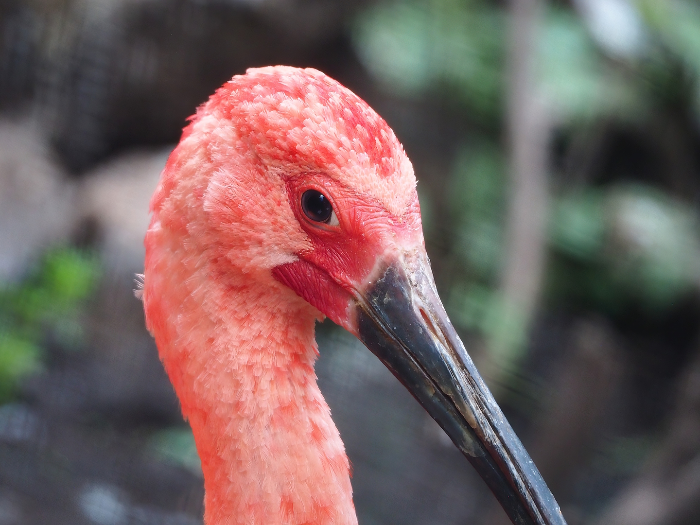 Scarlet ibis (Eudocimus ruber), 2022-08-28