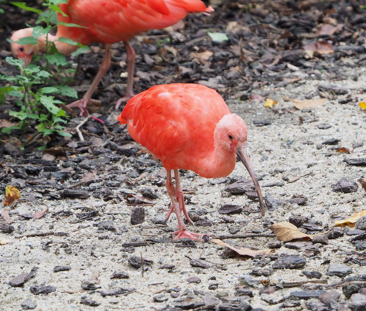 Scarlet ibis (Eudocimus ruber), 2022-09-15