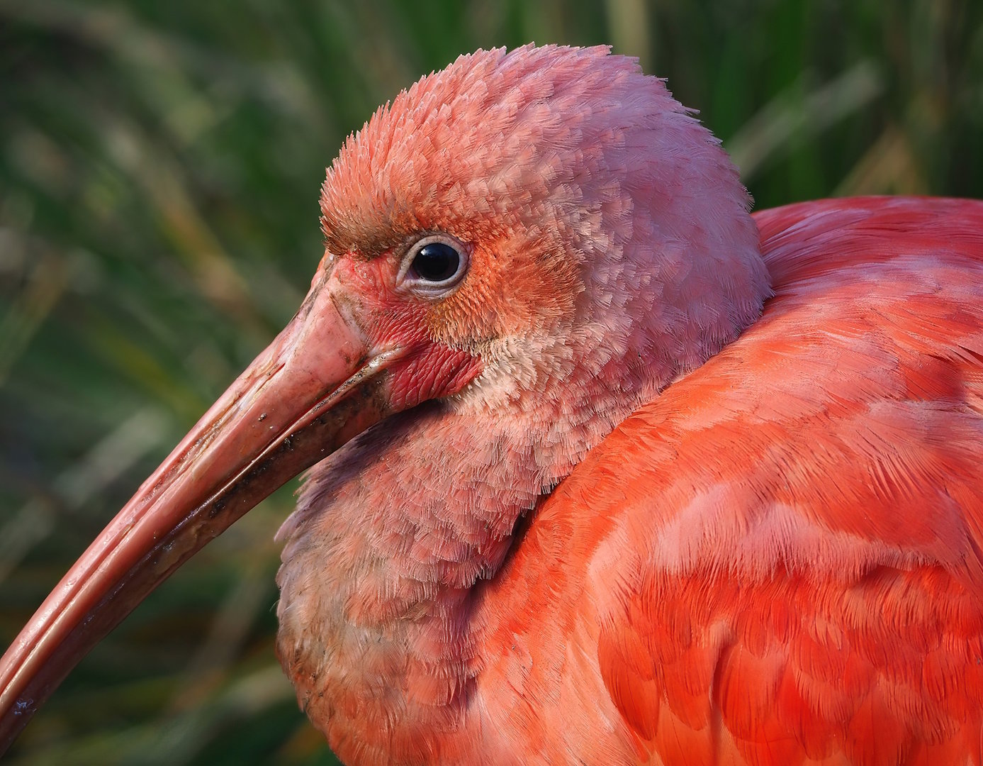 Scarlet ibis (Eudocimus ruber), 2022-12-27