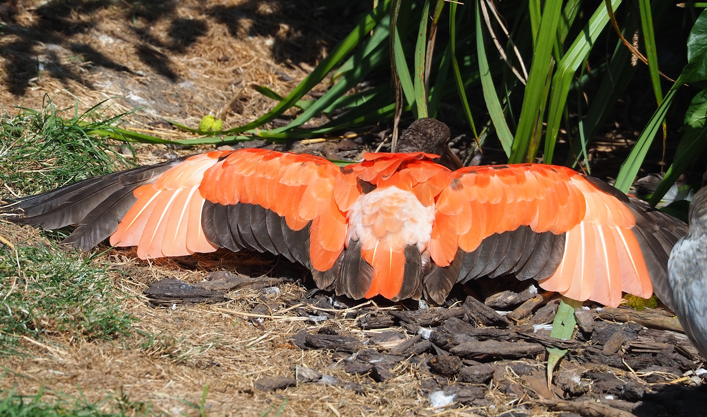 Scarlet ibis (Eudocimus ruber), 2023-07-08