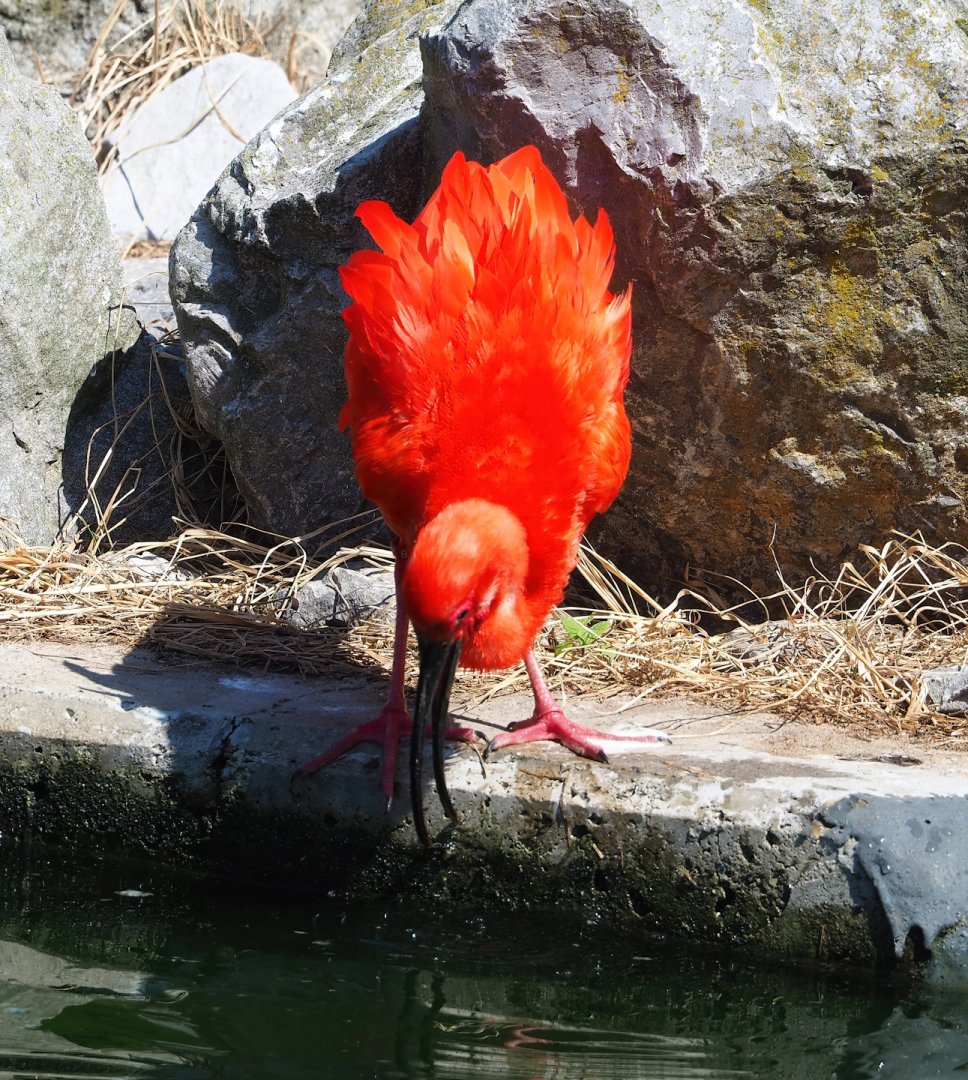 Scarlet ibis (Eudocimus ruber), 2023-07-08