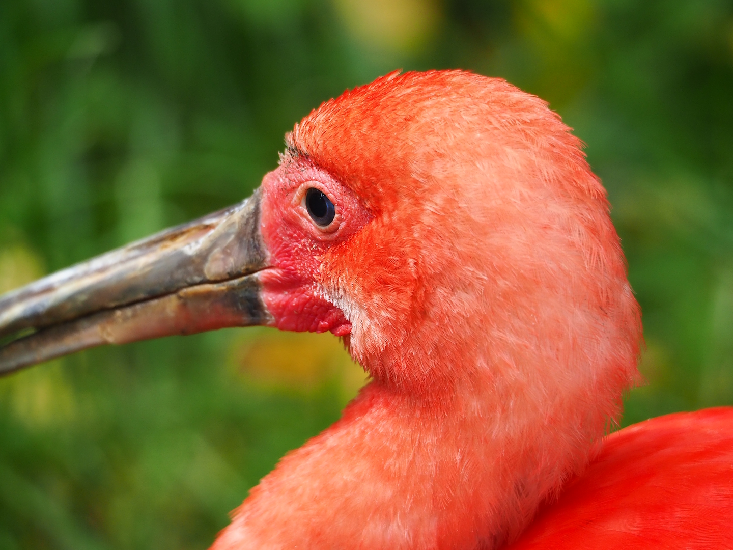 Scarlet ibis (Eudocimus ruber), 2023-07-18