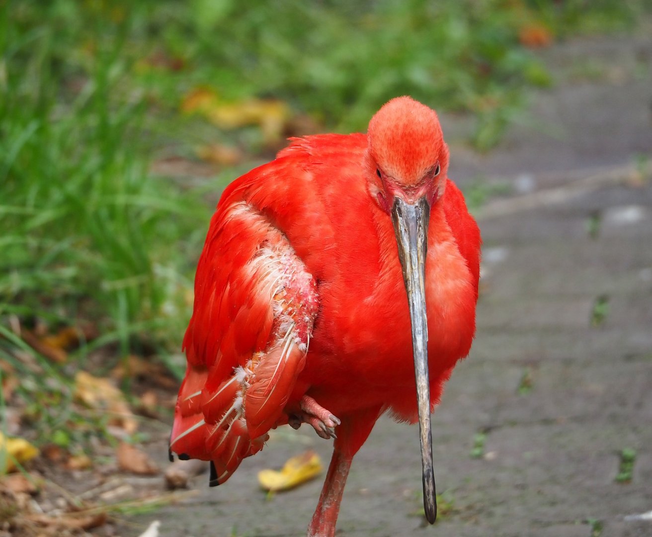 Scarlet ibis (Eudocimus ruber), 2023-07-18