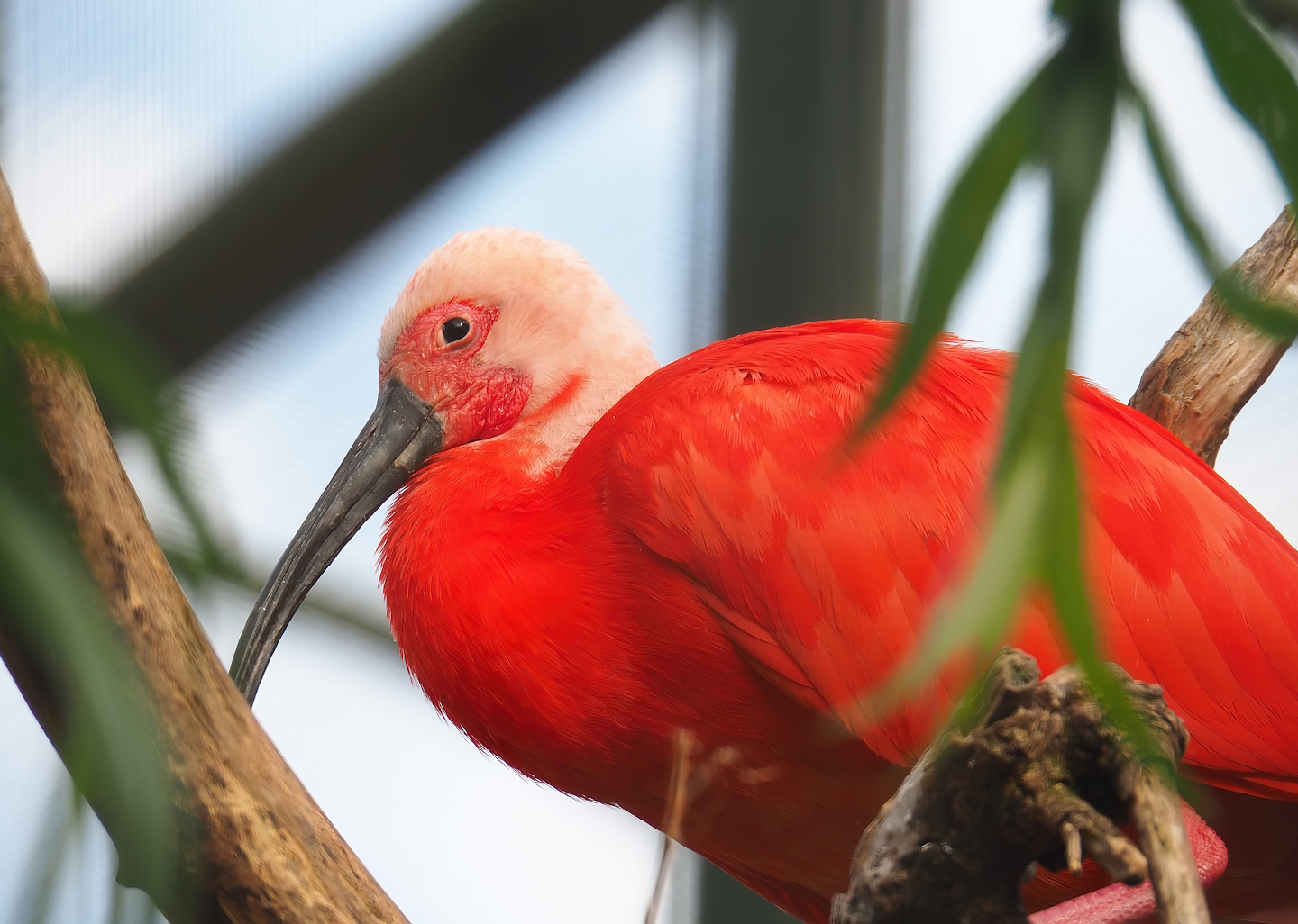 Scarlet ibis (Eudocimus ruber), 2023-08-17