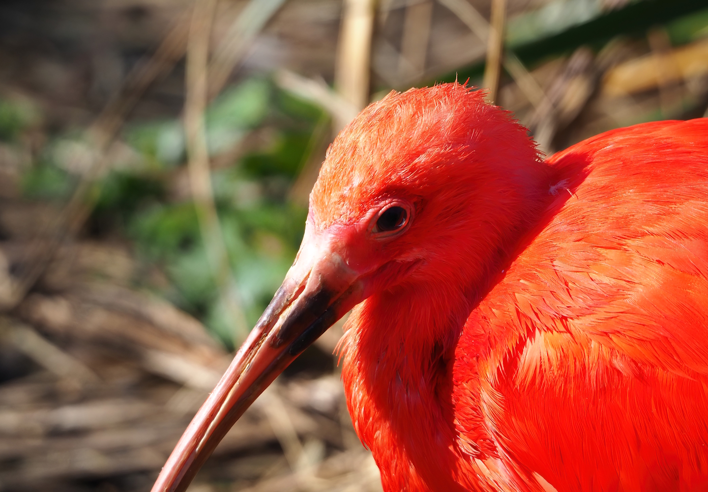 Scarlet ibis (Eudocimus ruber), 2024-03-04