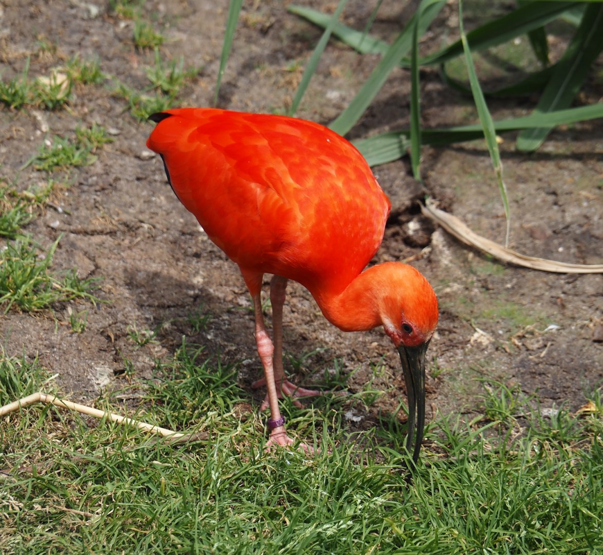 Scarlet ibis (Eudocimus ruber), 2024-05-21